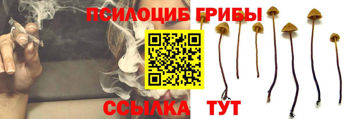 Галлюциногенные грибы Psilocybine cubensis Стрежевой